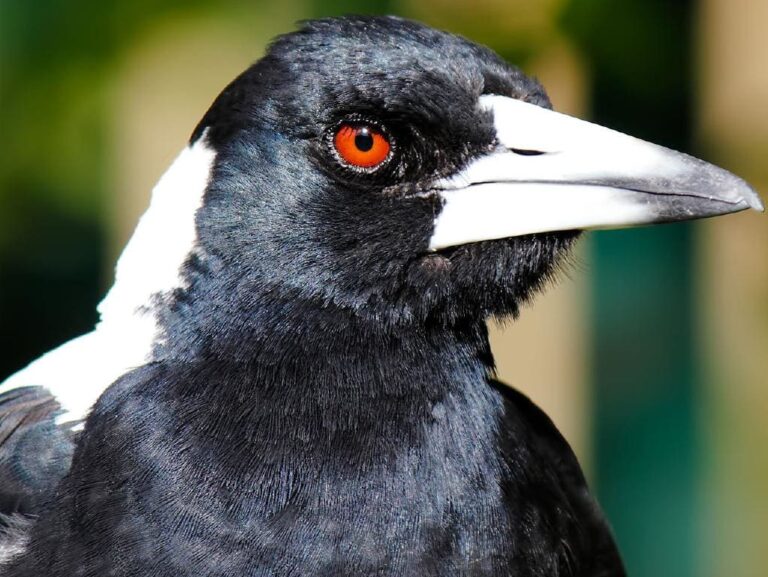 A Magpie